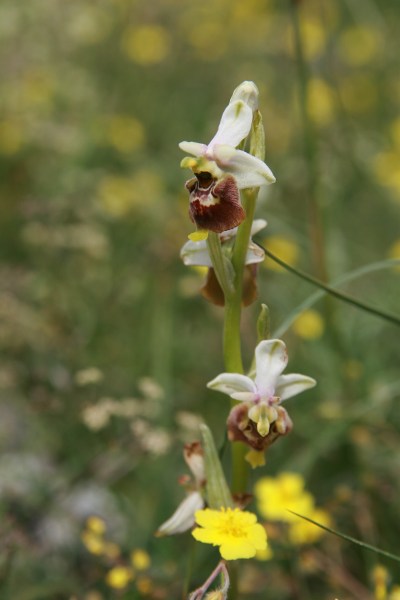 Ophrys holosericea ssp. holosericea
